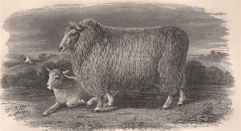 SHEEP. The Romney Marsh Breed 1898 old antique vintage print picture